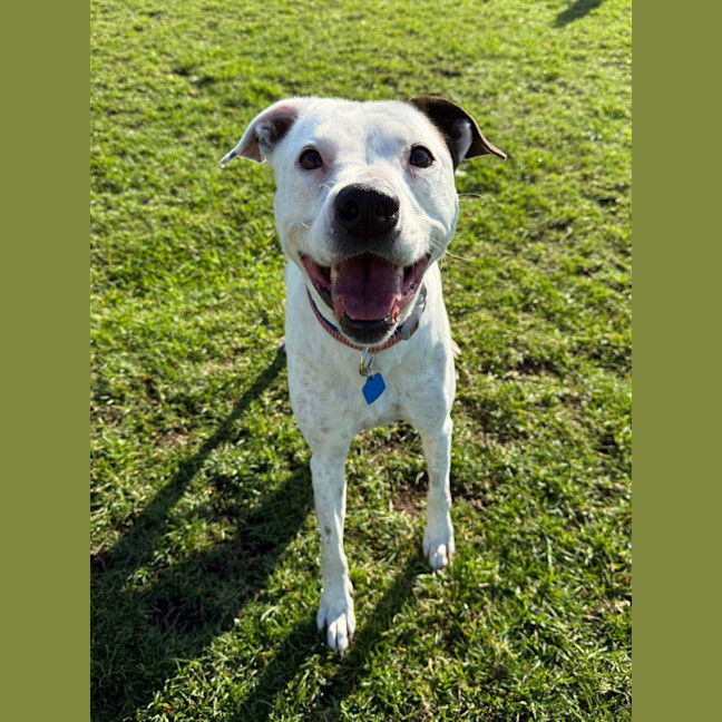 Photo of Dixie