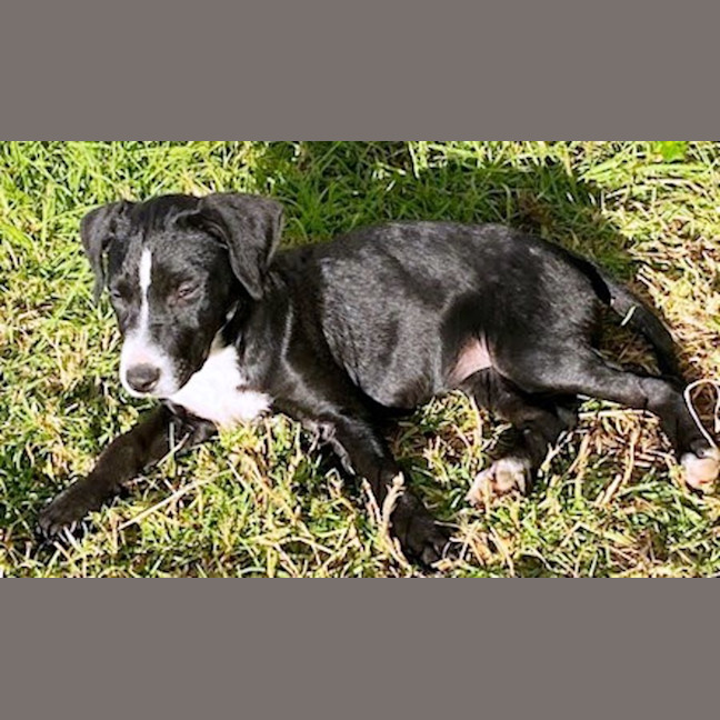 Photo of Cody 😎 8 Month Old Male Mixed Breed