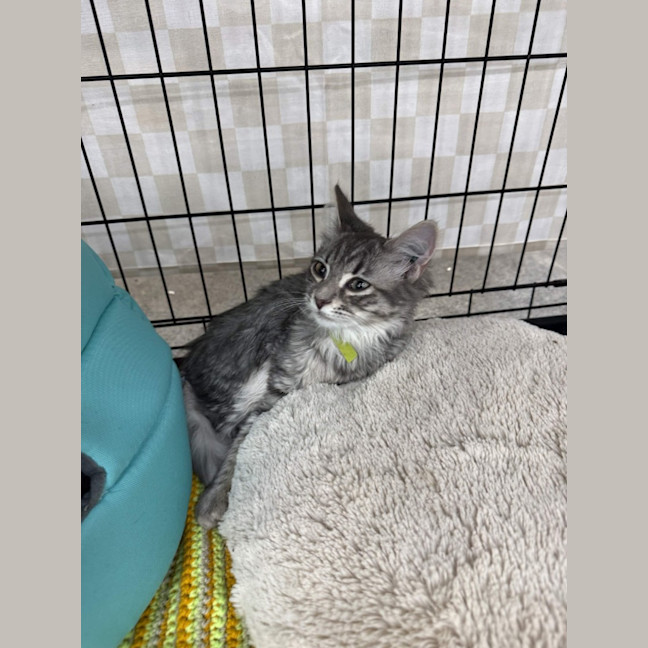 Photo of Arabella