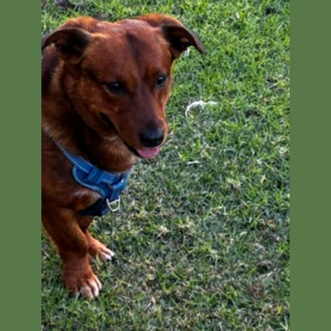 Photo of Spud   4 Year Old Corgi X