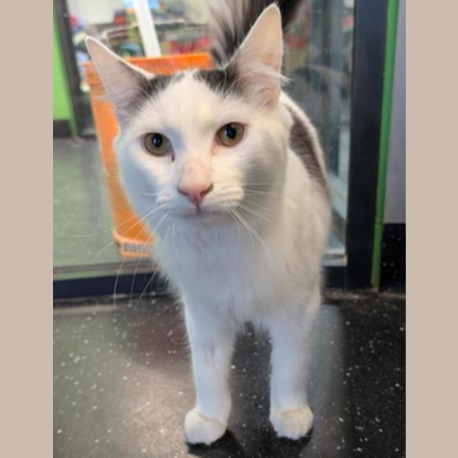 Photo of Nimbus (Snuggles) 