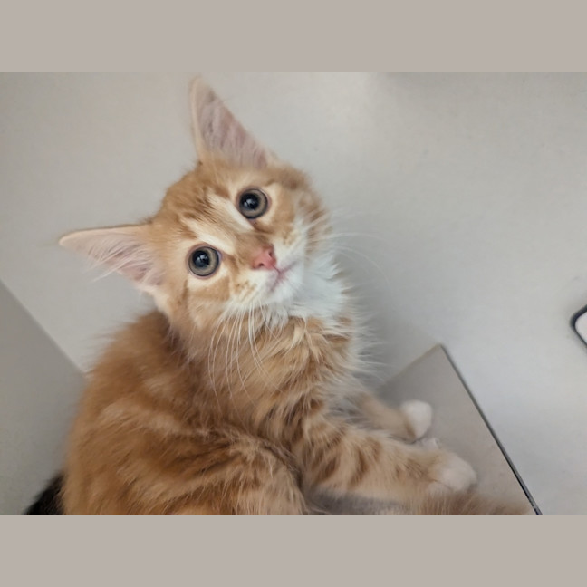 Photo of Pumpkin