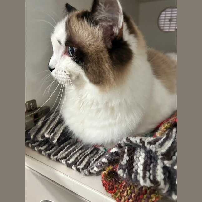 Photo of Daisy