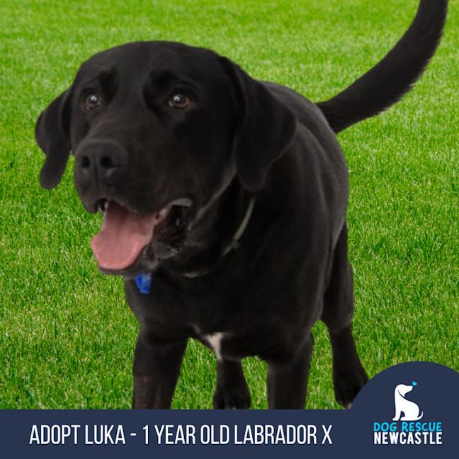 Photo of Luka   1 Year Old Labrador X (Trial)