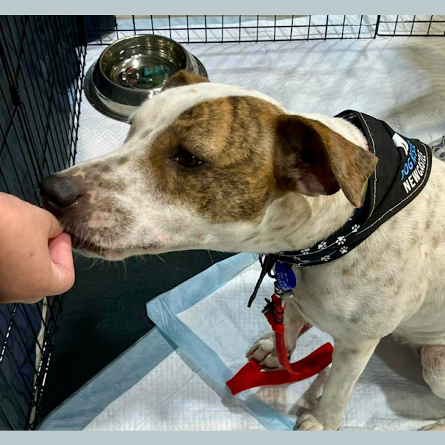 Photo of Daisy   2 Year Old Bull Arab X