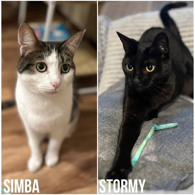 Photo of 14184 & 14185   Simba & Stormy