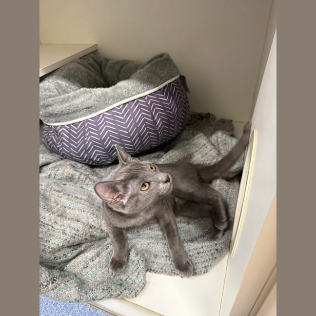 Photo of Casper