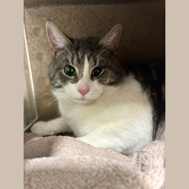Photo of Sir Isaac Meowton
