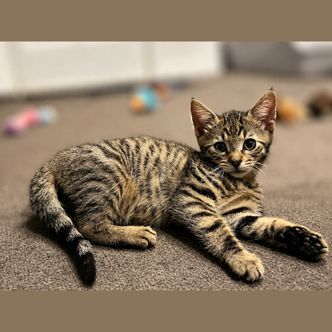 Photo of Finley