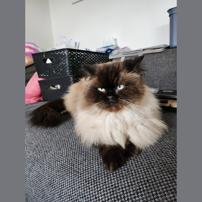 Photo of Dusty