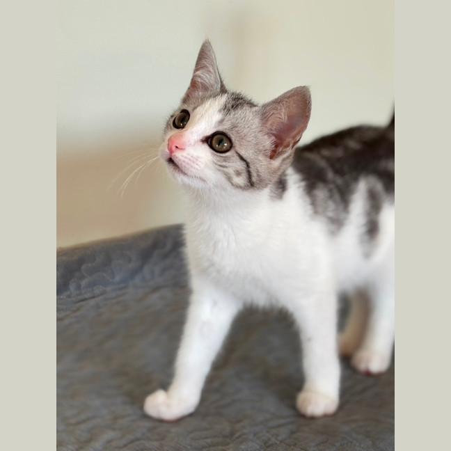 Photo of 🐾 Alba 🐾