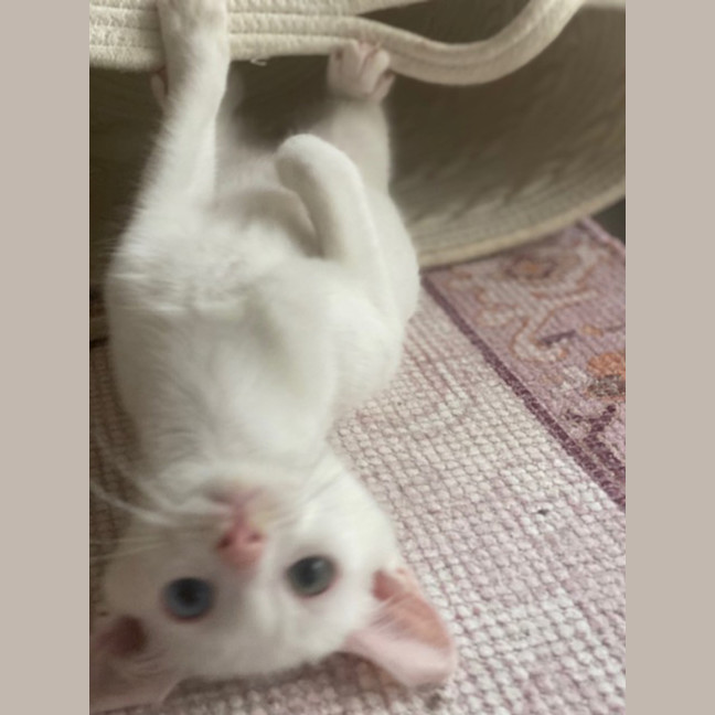 Photo of Peanut Butter