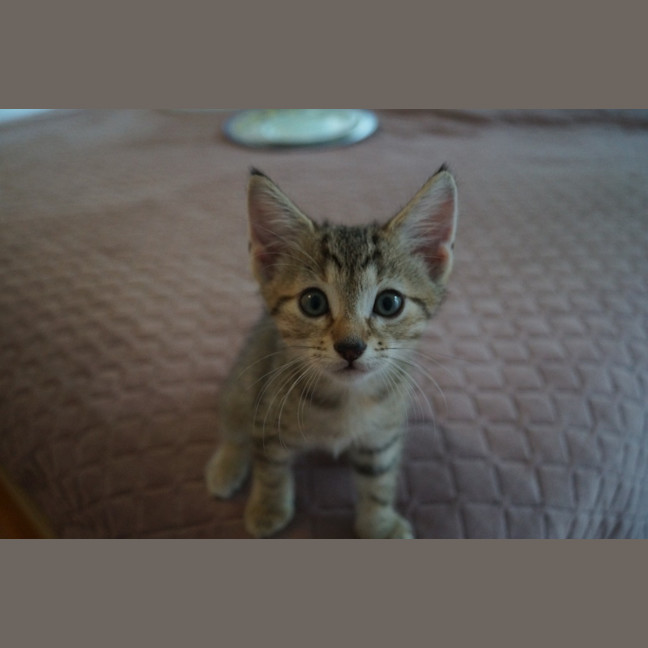 Photo of Gizmo