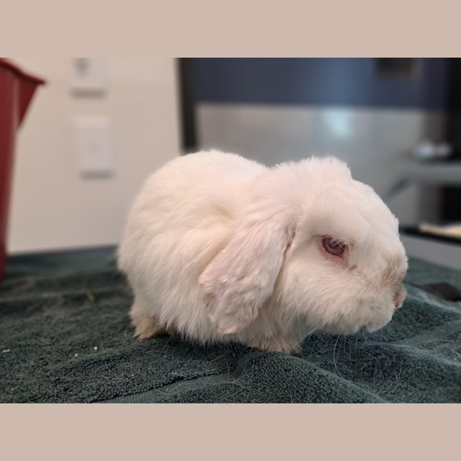 Photo of Pine (Bonded To Cedar)