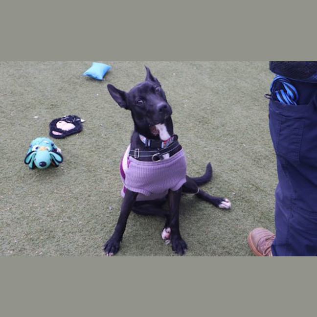 Photo of Anubis