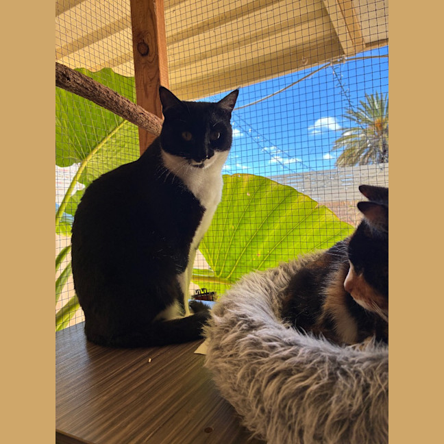 Photo of Baloo