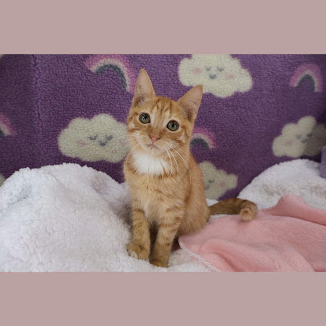 Photo of Gazpacho