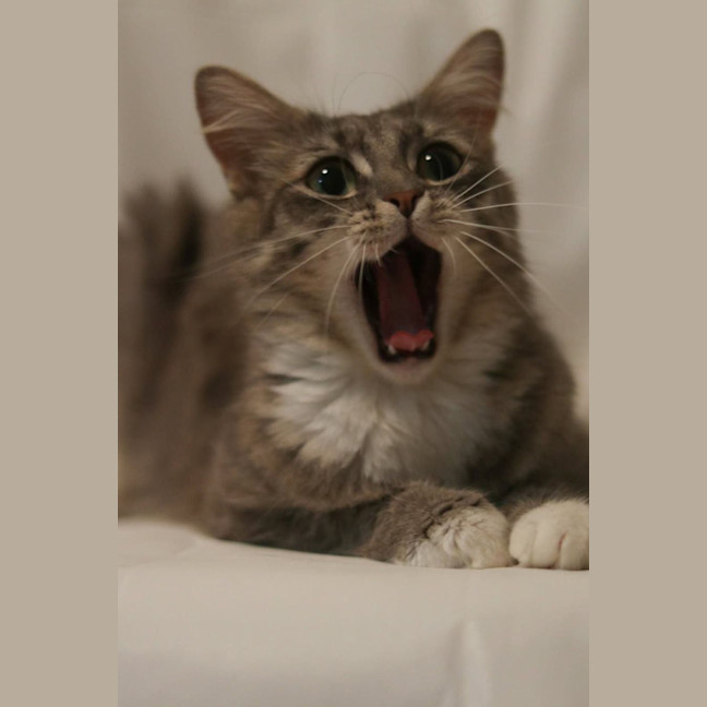 Photo of Mew