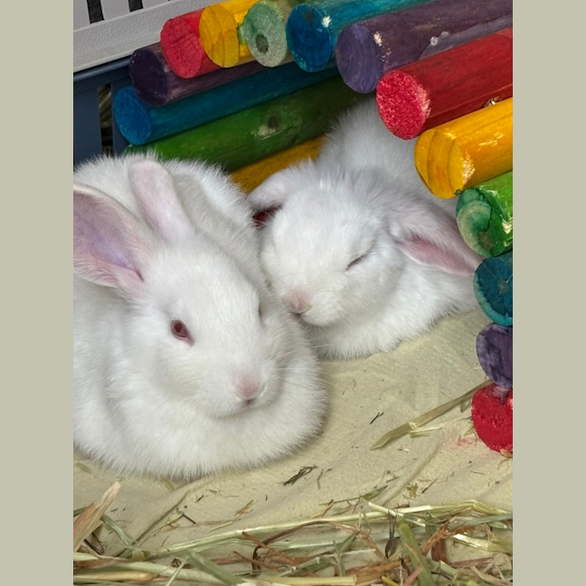 Photo of Asparagus (Bonded To Rhubarb)