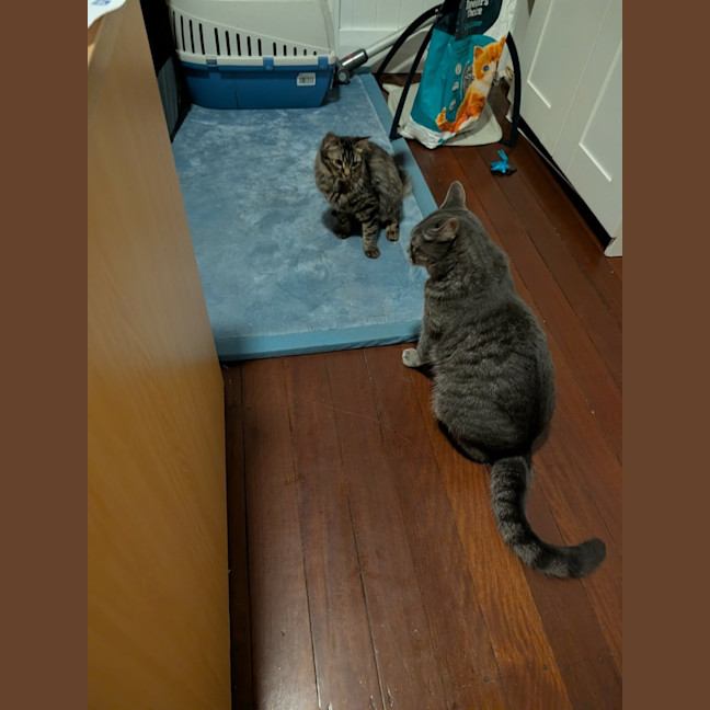 Photo of Berlioz
