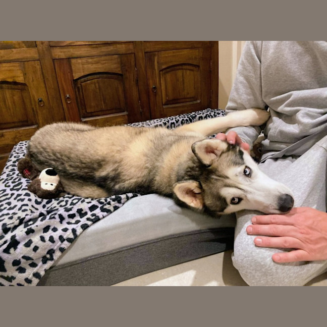Photo of Luna