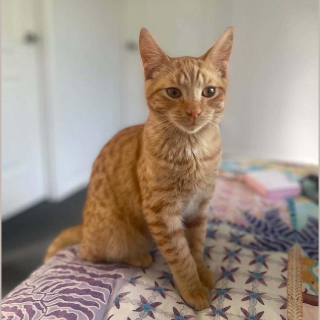 Photo of Rufus