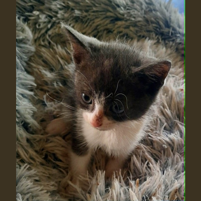 Photo of Brambles