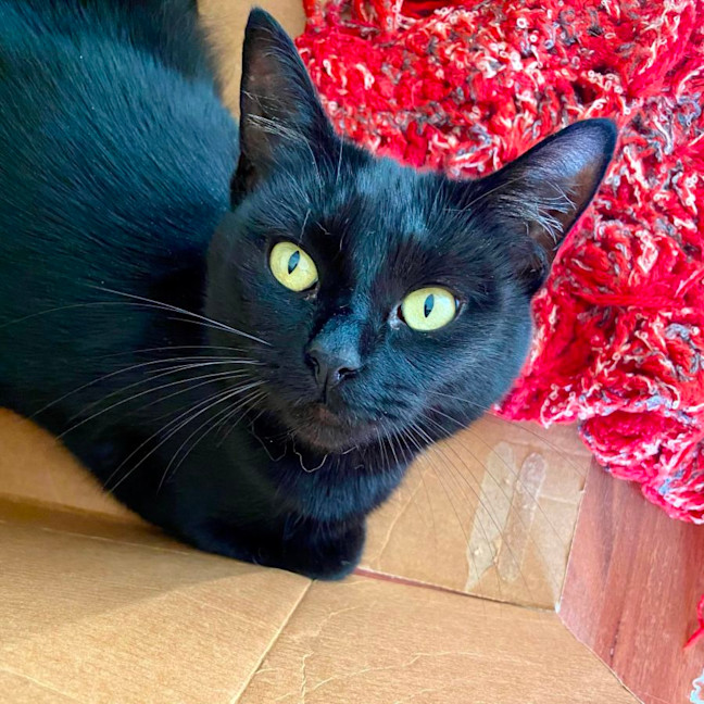 Photo of Jet   Located In Reservoir