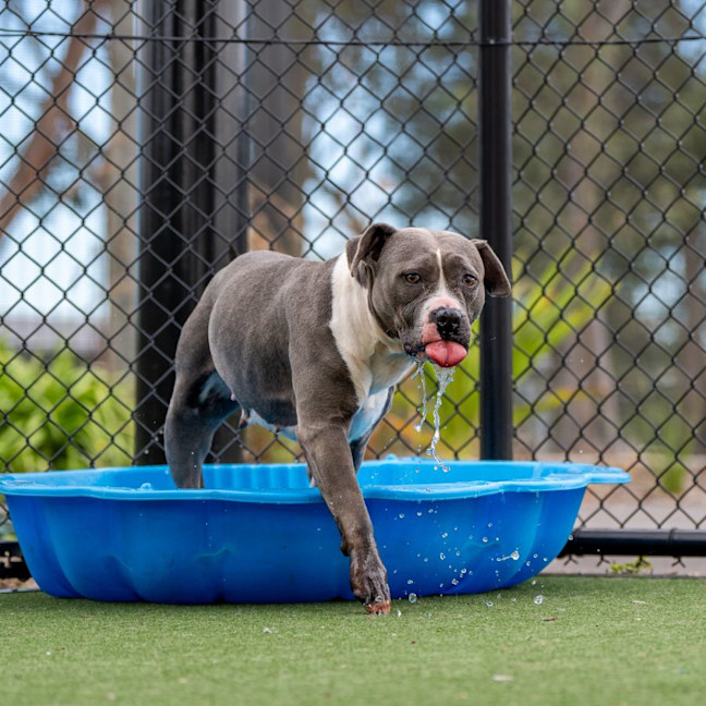 Photo of Lacey Imp 1824