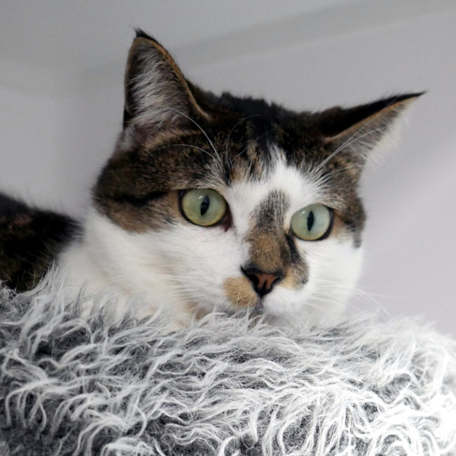 Photo of Whiskers Rsta012645