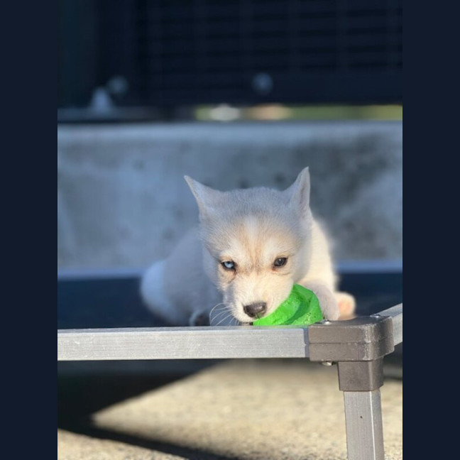 Photo of Crinkle Now Known As Lunabelle