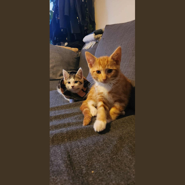 Photo of Katniss & Parsnip