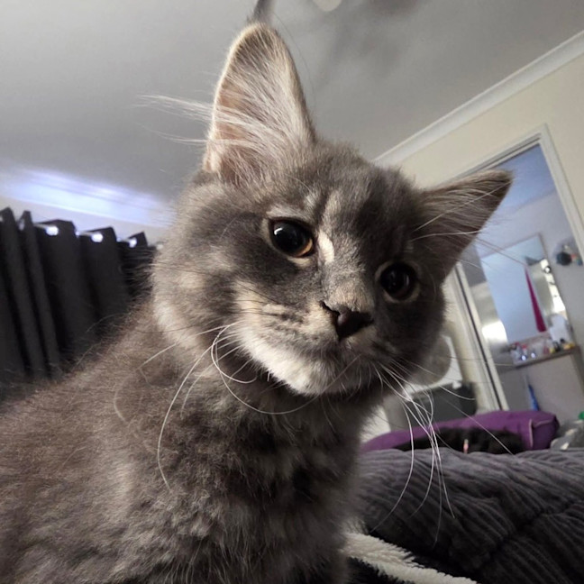 Photo of Lewis Paw Milton