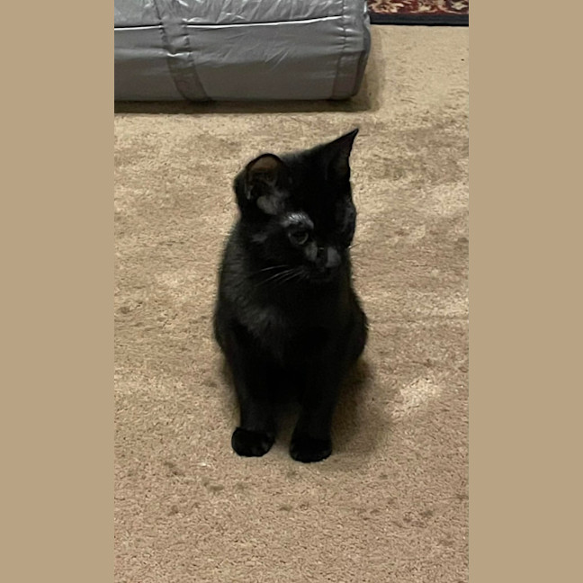 Photo of South   Meet Me At The Adoption Day 28/2