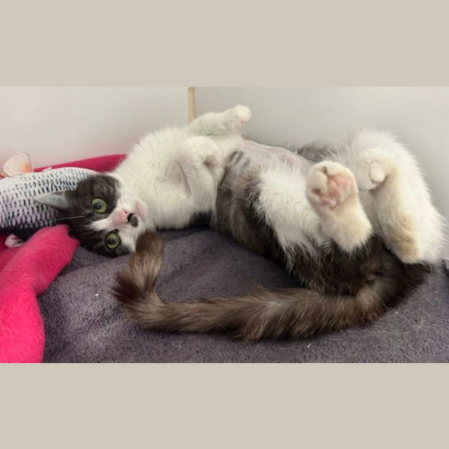 Photo of Meowgaret