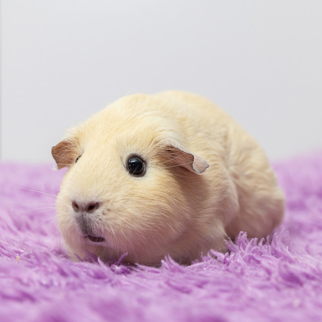 Photo of Peanut