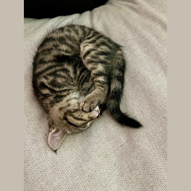 Photo of Pegi (Aka Tent Peg)