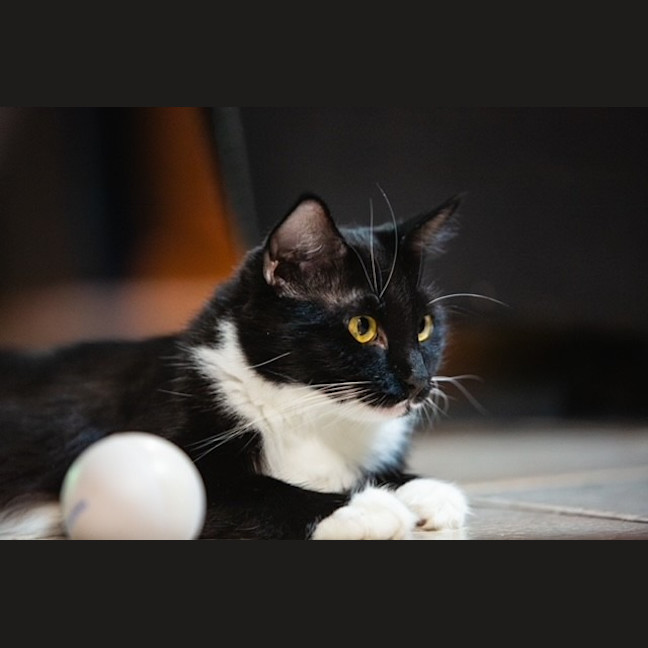 Photo of Sheba