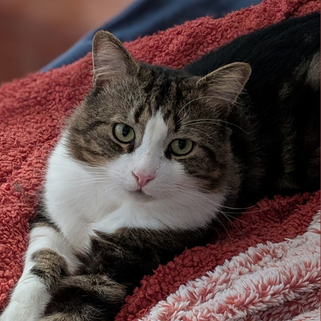 Photo of Cosmo