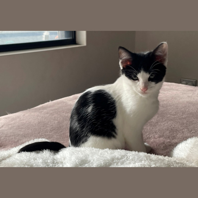 Photo of Bandito
