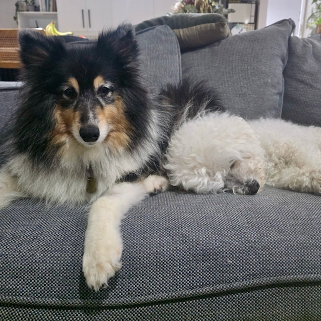 Photo of Missy