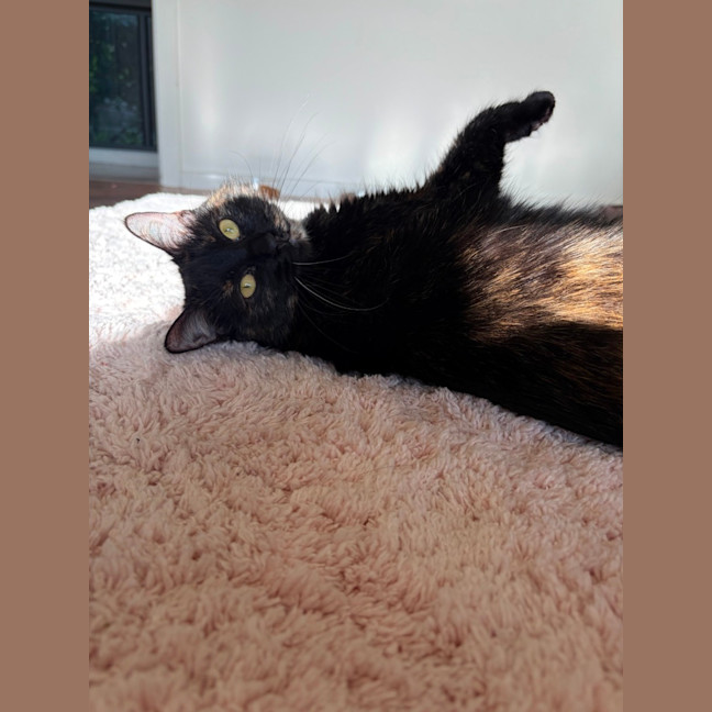Photo of Lacey