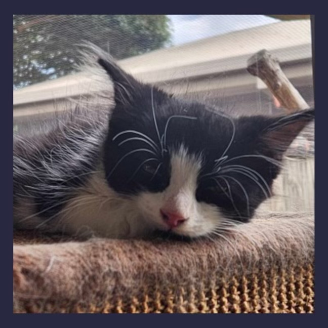 Photo of Sylvester 