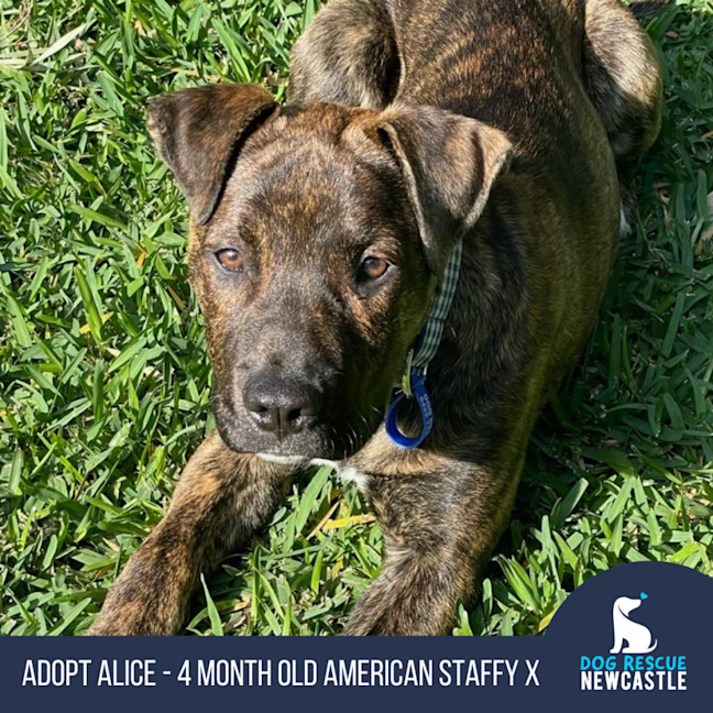 Photo of Alice   4 Month Old American Staffy X (Trial)