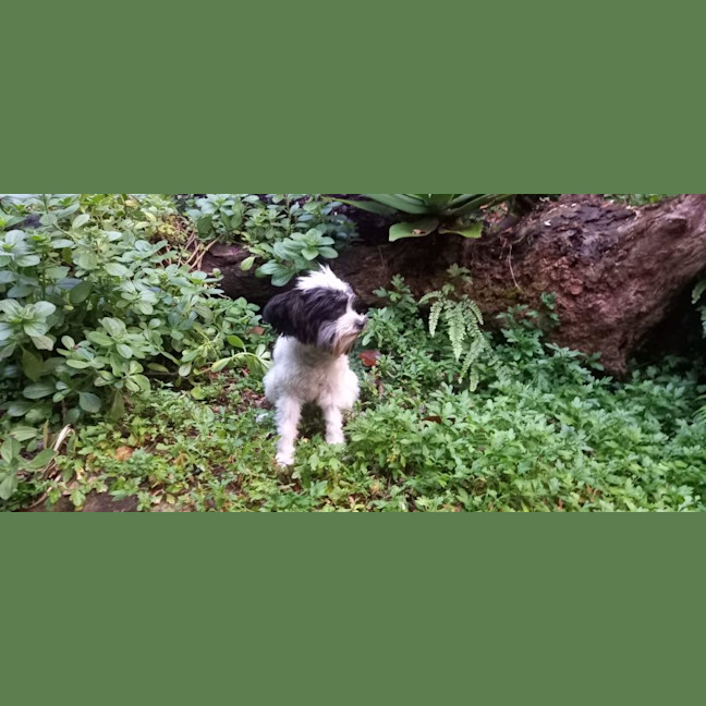 Photo of Pippin