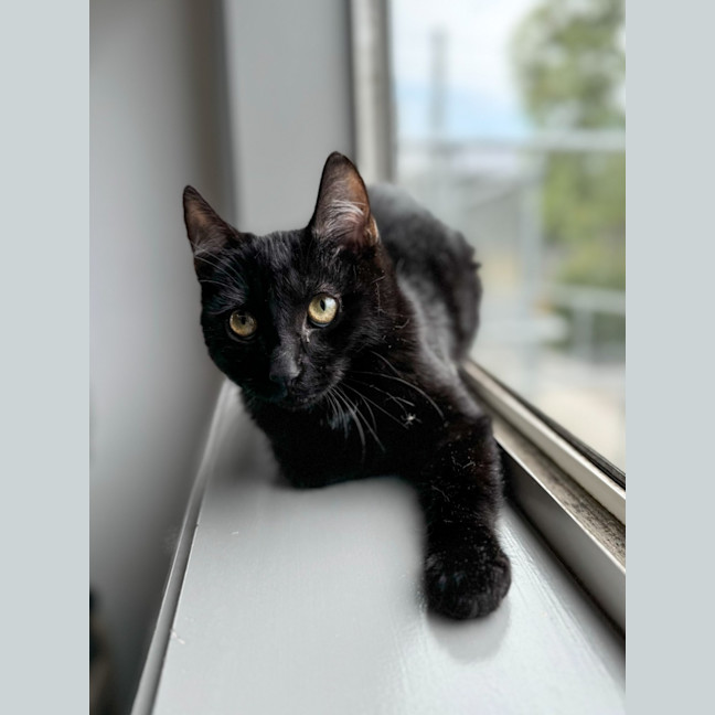 Photo of Tulip 