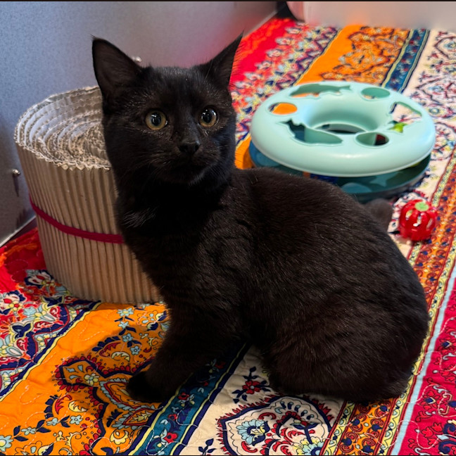 Photo of Shadow
