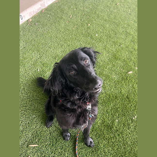 Photo of Chester
