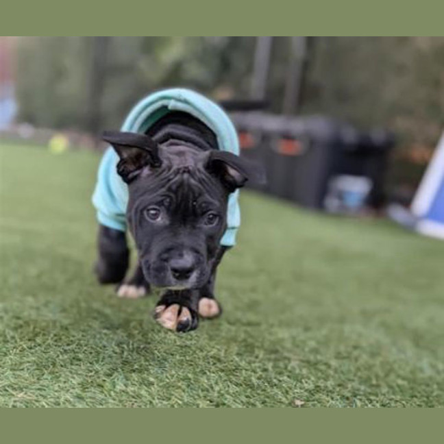Photo of Juno