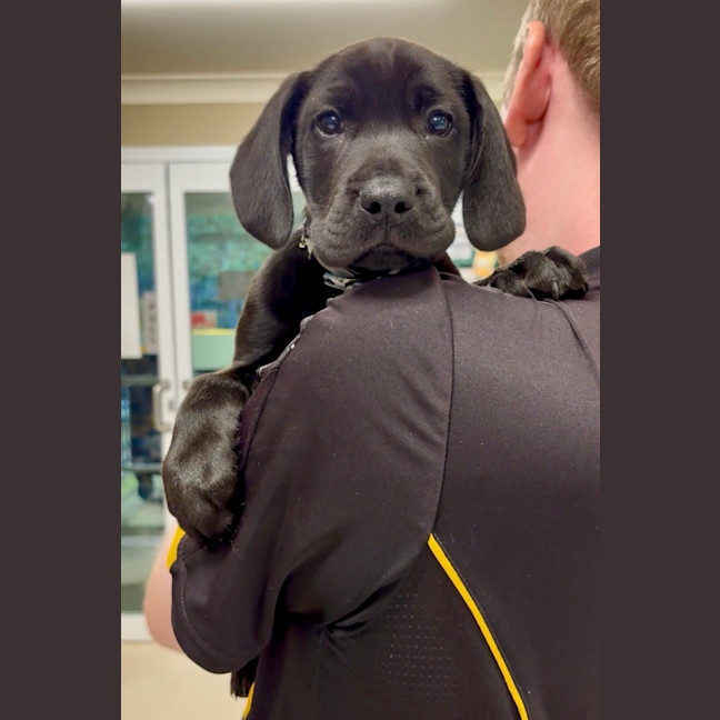 Photo of Louie